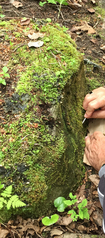 Seligeria brevifolia